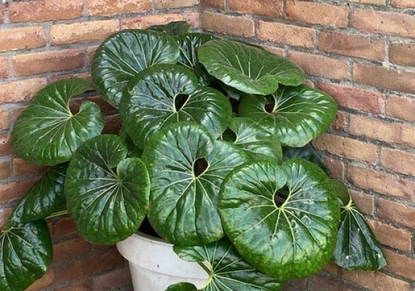 Farfugium japonicum Giganteum