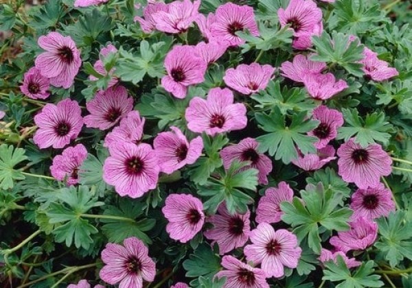 Geranium cinereum Ballerina