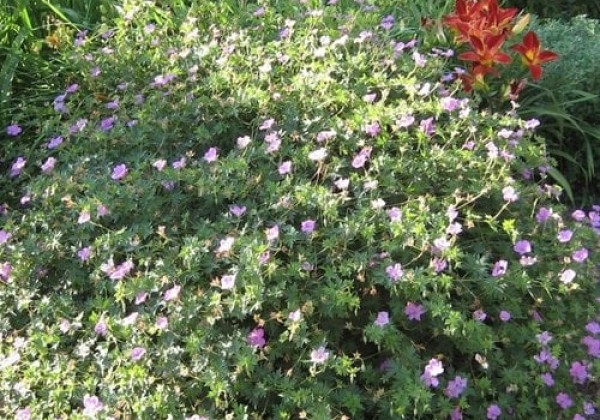 Geranium sanguineum Blushing Turtle