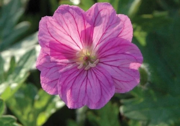 Geranium sanguineum Blushing Turtle