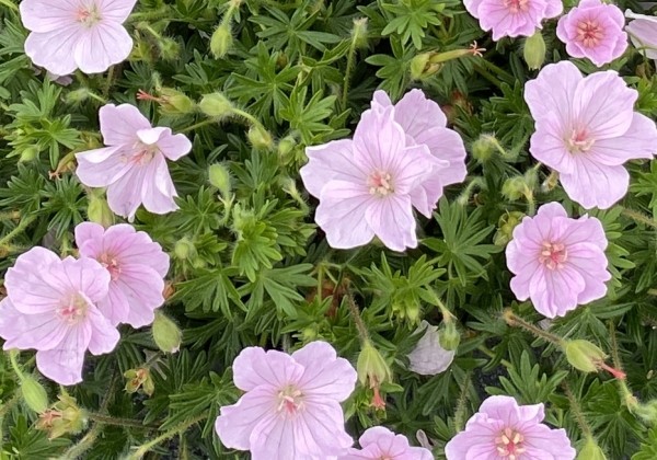 Geranium sanguineum Frivolius Pink