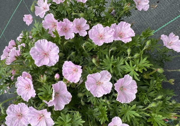 Geranium sanguineum Frivolius Pink