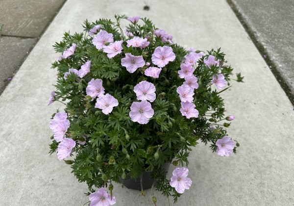 Geranium sanguineum Frivolius Pink