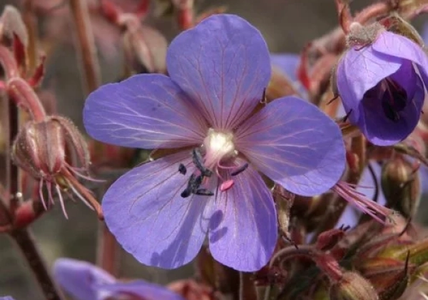 Geranium pratense Hocus Pocus