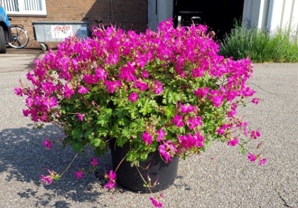 Geranium cantabrigiense Intense