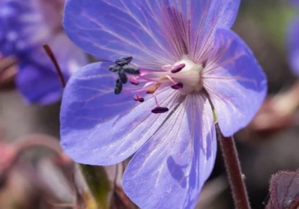 Geranium pratense Midnight Reiter