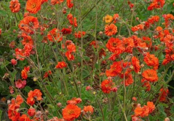Geum Fiery Tempest