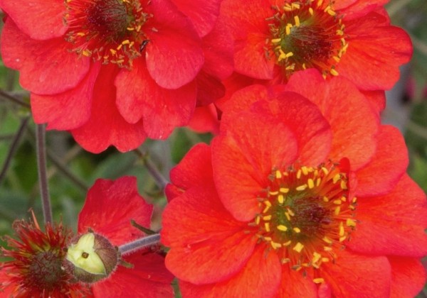 Geum Fiery Tempest