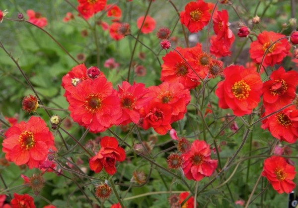 Geum Fiery Tempest