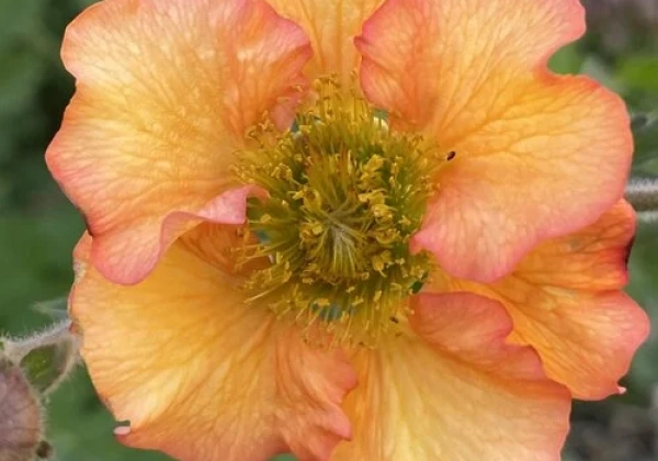 Geum Foxy Tempest