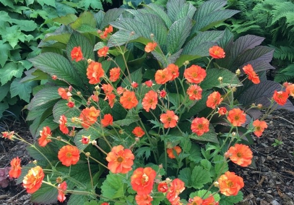 Geum Scarlet Tempest