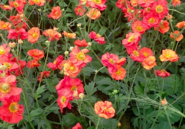Geum Scarlet Tempest