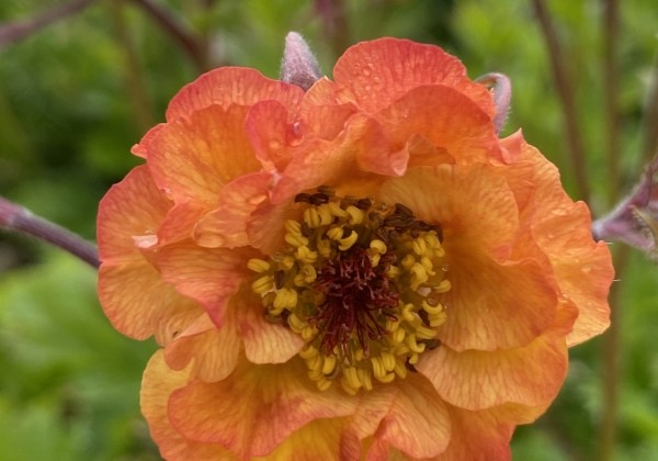 Geum Tutti Frutti