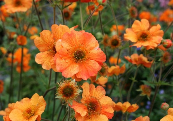 Geum Totally Tangerine