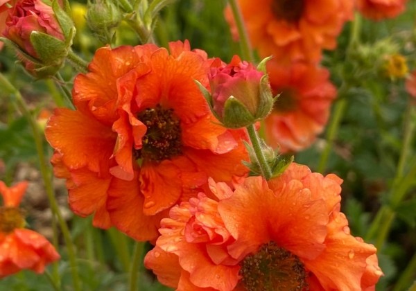 Geum Tropical Tempest