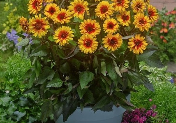 Heliopsis helianthoides Funky Spinner