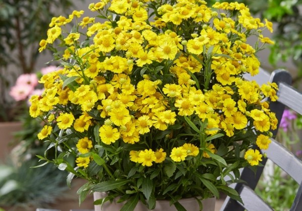 Helenium Lemon Sundae