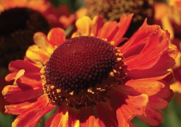 Helenium Mardi Gras