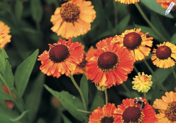 Helenium Mardi Gras