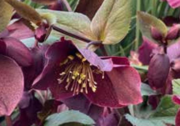 Helleborus Mammoth Eliza