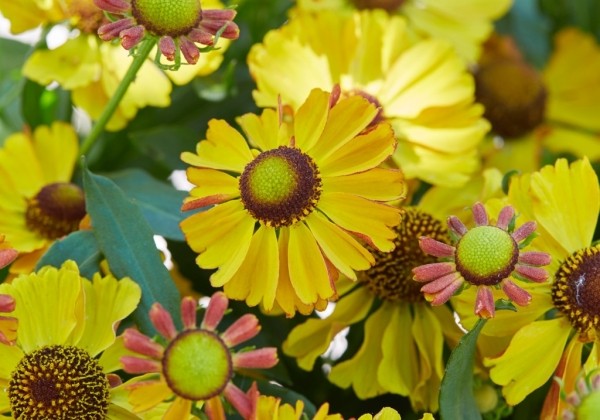 Helenium Okra Sundae