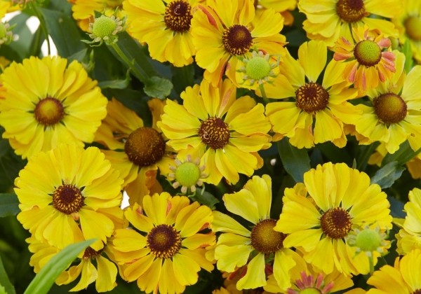 Helenium Okra Sundae