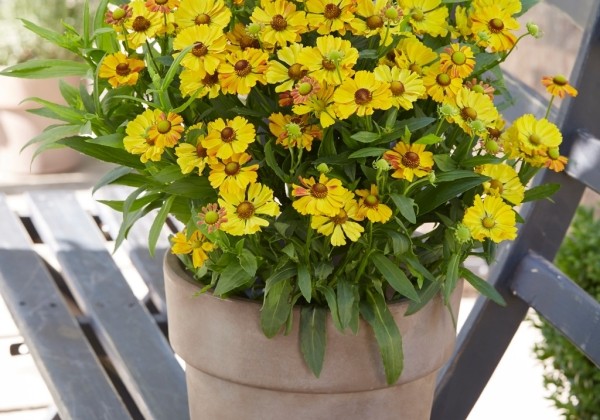 Helenium Okra Sundae