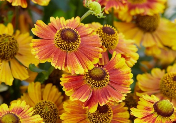 Helenium Peach Sundae