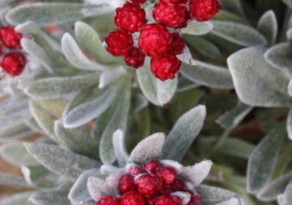 Helichrysum amorginum Red Jewel