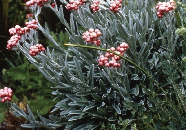Helichrysum amorginum Ruby Cluster