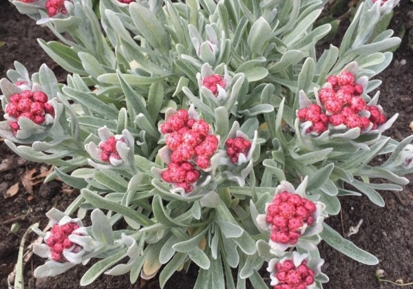 Helichrysum amorginum Ruby Cluster