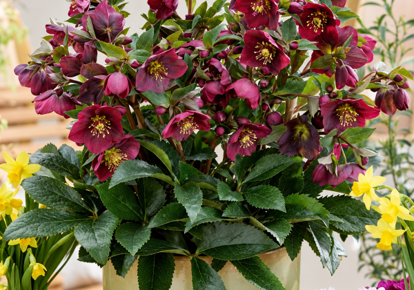 Helleborus Spring Breaker