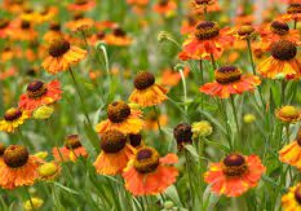 Helenium Sahin's Early Flowerer
