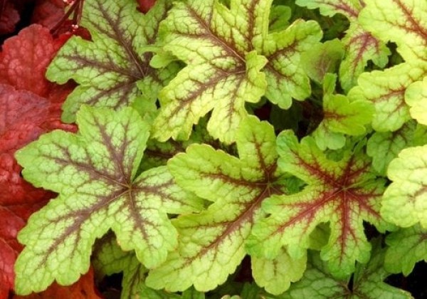 Heucherella hybrida Alabama Sunrise