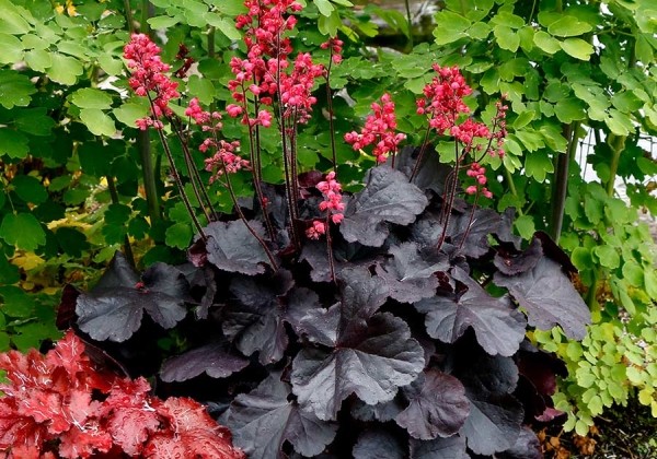 Heuchera hybrida Black Forest Cake