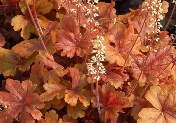 Heucherella hybrida Buttered Rum