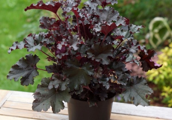 Heuchera hybrida Dark Secret