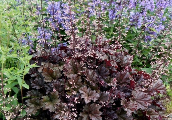 Heuchera hybrida Dark Secret