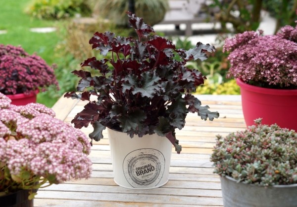 Heuchera hybrida Dark Secret
