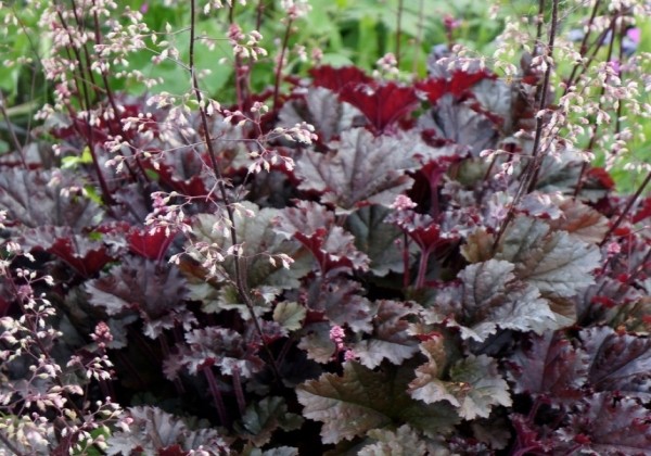 Heuchera hybrida Dark Secret