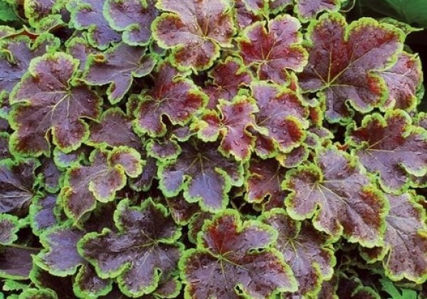 Heucherella hybrida Solar Eclips