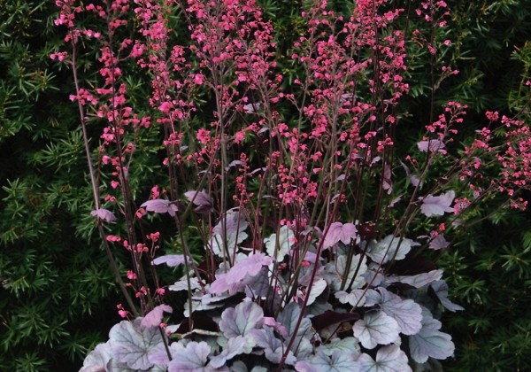 Heuchera hybrida Silver Gumdrop