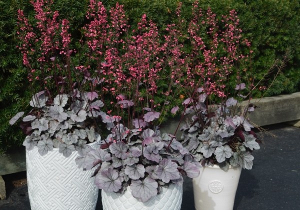 Heuchera hybrida Silver Gumdrop