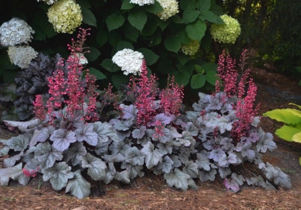 Heuchera hybrida Silver Gumdrop