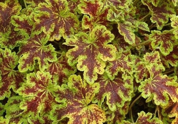 Heucherella hybrida Solar Power