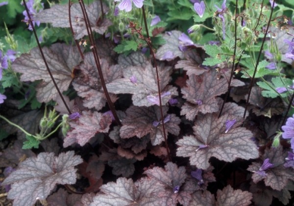 Heuchera hybrida Plum Pudding