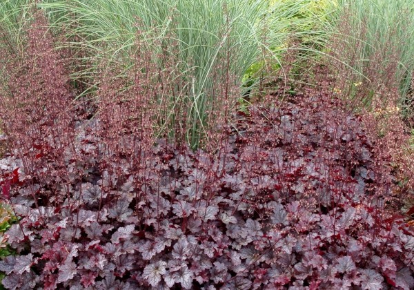 Heuchera hybrida Plum Pudding