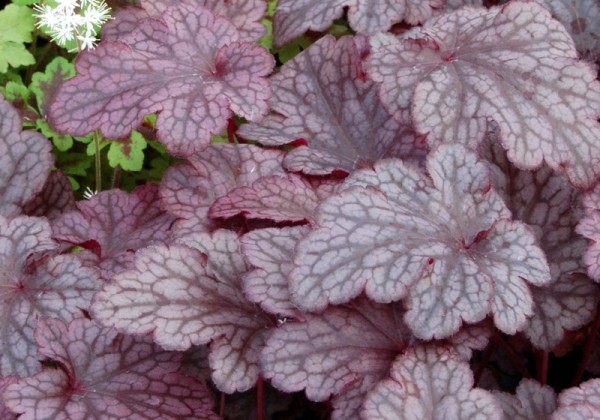 Heuchera hybrida Plum Pudding