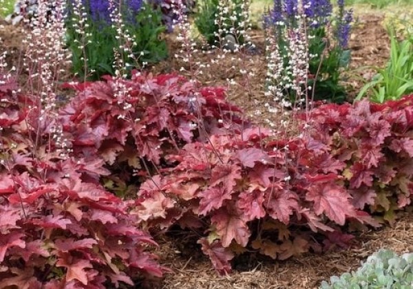 Heucherella hybrida Red Rover