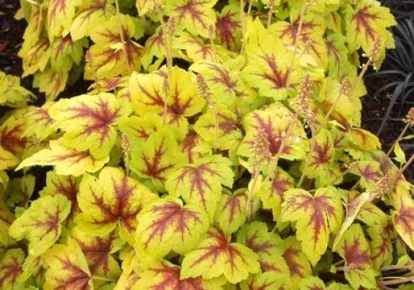 Heucherella hybrida Stoplight